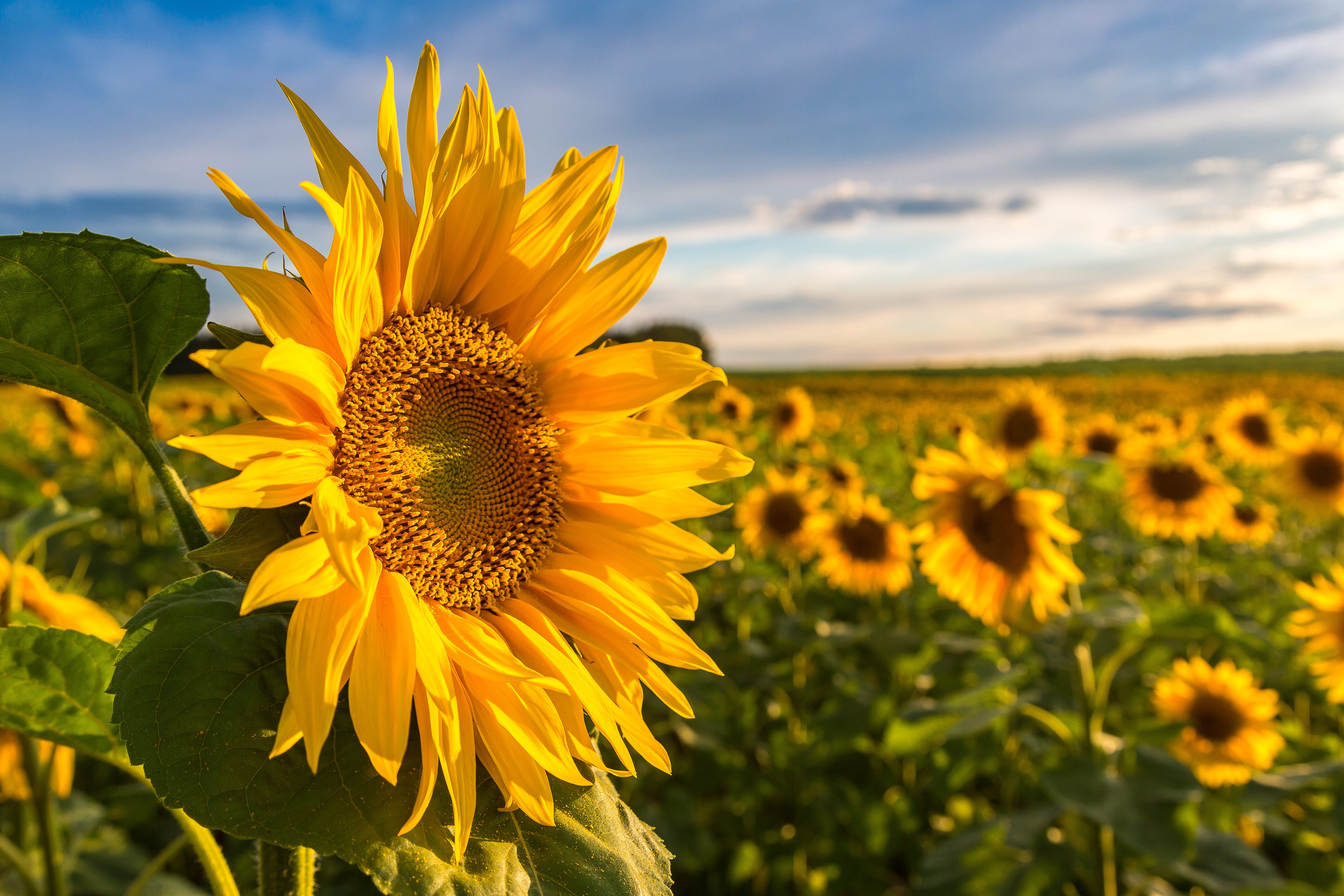 tournesol